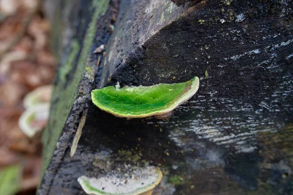 A snail under a green moss covered tree mushroom — Zdjęcie stockowe