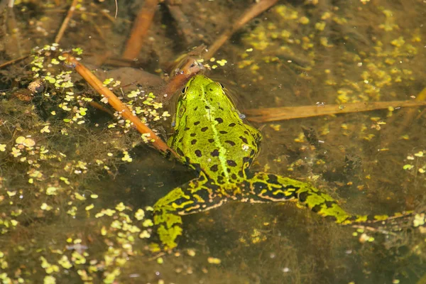 The Rana esculenta synklepton, grenouille, grenouille verte, grenouille des marais, eau, animal gros plan portrait — Photo