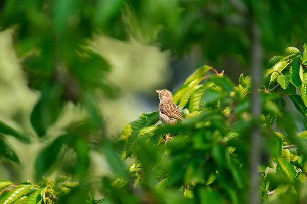 Mâle moineau maison assis sur une branche — Photo