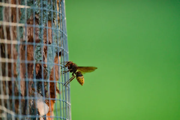 A hornet searches for food behind a fenced tree — Foto Stock