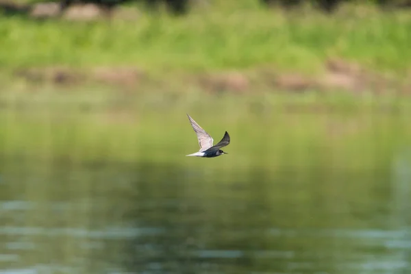 Black Tern Flying Green Background Water — стоковое фото