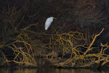 Güzel Büyük Egret Ardea alba, Büyük Akbalıkçıl, Büyük Akbalıkçıl ya da Büyük Beyaz Balıkçıl olarak da bilinir.