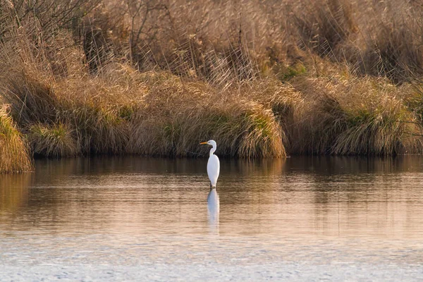Beautiful Lone Great Egret Ardea Alba Also Known Common Egret — стоковое фото