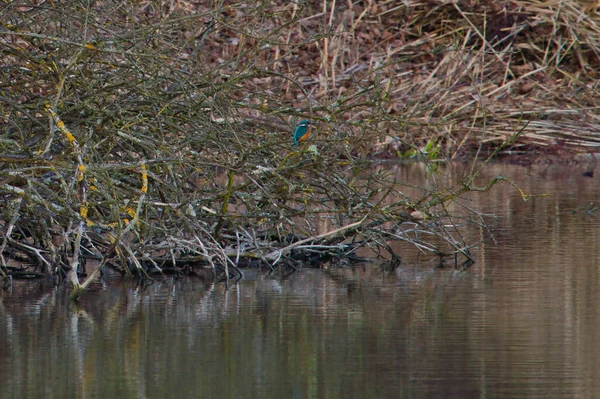 Kingfisher Sitting Bushes Looking Prey — Zdjęcie stockowe