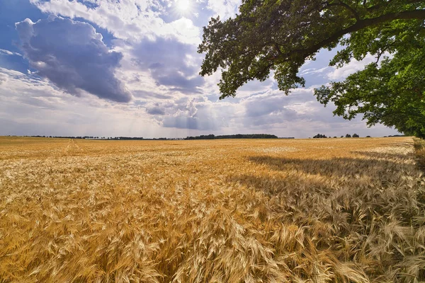 Campo con oro espigas de trigo bajo cielo dramático. antes de la lluvia — Foto de Stock