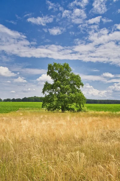 Idyllic field in Brandenburg with beautiful cloudy sky in summer — Stock Photo, Image