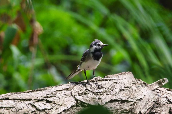A selective focus shot of white wagtail perched on a fallen tree above the river — Stock Photo, Image