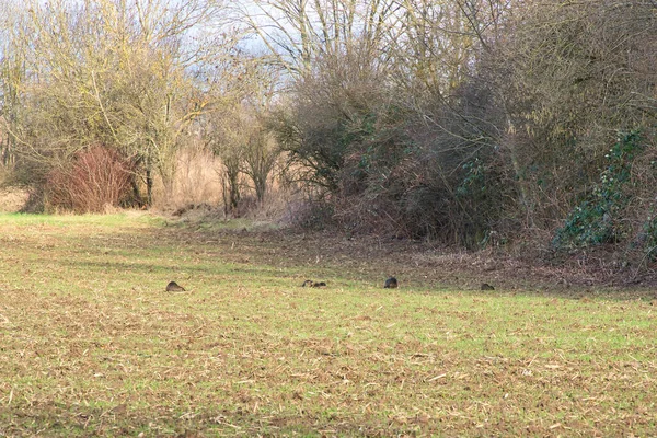 Coypu family with babies resting. Family of many little nutria on a field in winter — Stockfoto