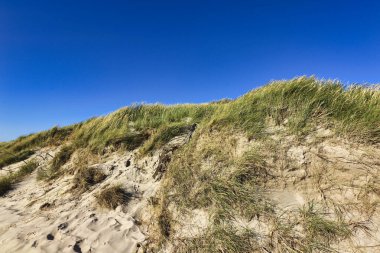 Güzel Kuzey Denizi plajı ve Danimarka 'daki kum tepeleri