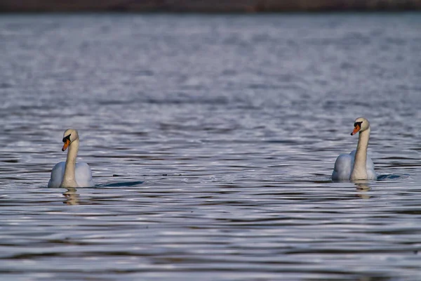 Zwei Anmutige Weiße Schwäne Die See Schwimmen Schwäne Freier Wildbahn — Stockfoto