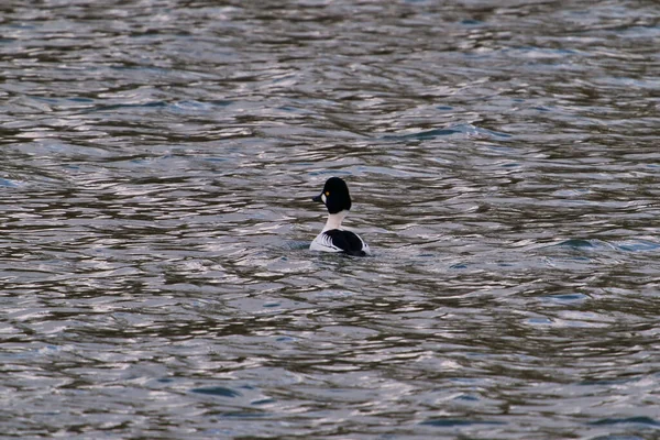 布头鱼 1月份莱茵河上的单身男性 — 图库照片
