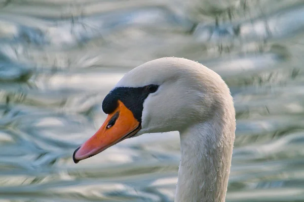 Portrait Graceful White Swan Long Neck Blue Water Background Mute — Stock Photo, Image