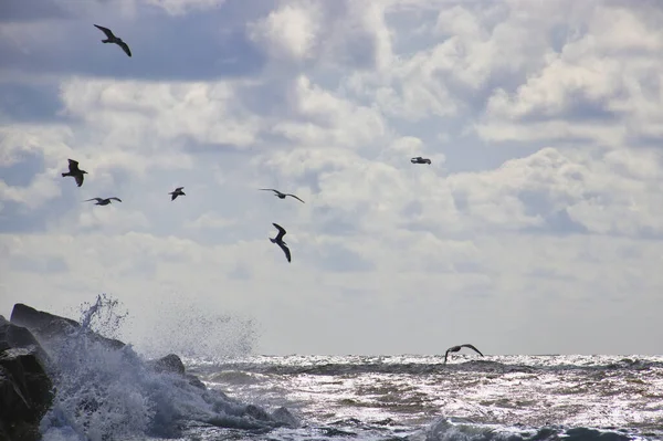 Море Закат Красивый Вид Море Скалы Море Чайки Летать Облаках — стоковое фото