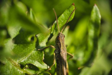 Bir çekirge üzerindeki yeşil yaprak