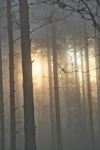 Arbres Forestiers Dans Brouillard Arbres Forestiers Brumeux Fond Vue Sur — Photo