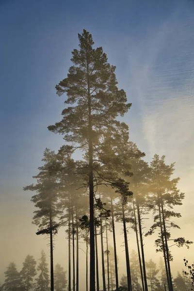 Drzewa Leśne Mgle Mgliste Leśne Tło Widok Mgłę Las Mgła — Zdjęcie stockowe