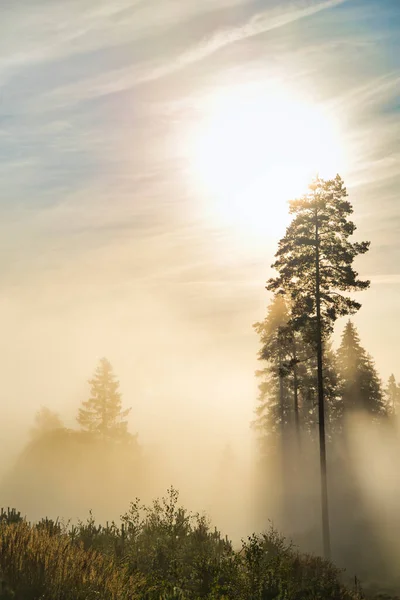 霧の中で森の木 霧の森の木の背景 森の霧景色 森霧の木の背景 — ストック写真