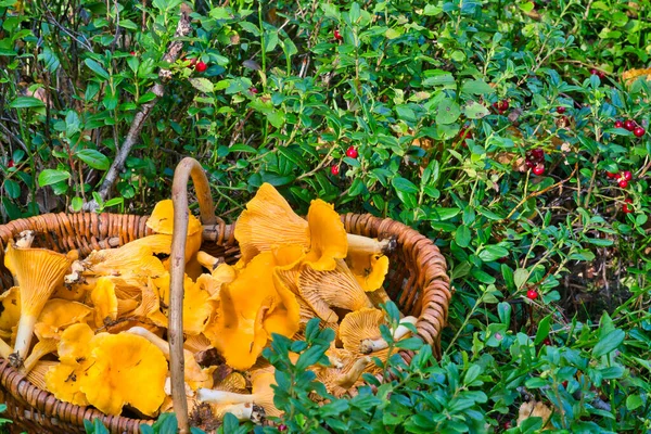 Cesto Con Funghi Finferli Imbuto Commestibili Piedi Sul Muschio Nel — Foto Stock