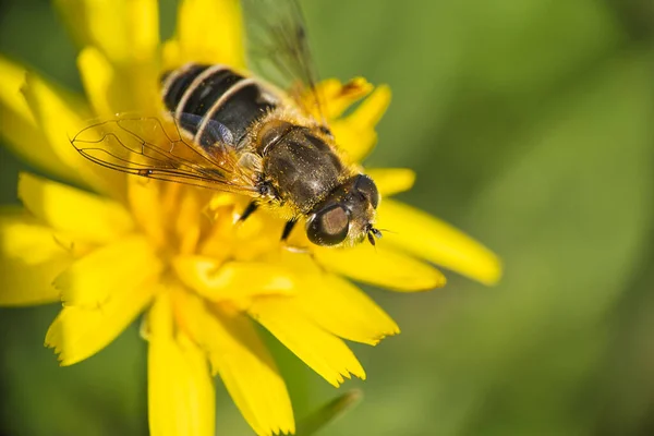 黄蜂上一朵黄色的花 — 图库照片