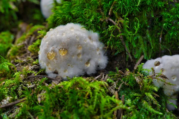 Postia Ptychogaster Known Powderpuff Bracket Strange Fungus Sweden — Stock Photo, Image