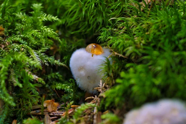 Een Postia Ptychogaster Bekend Als Poederbladerbeugel Vreemde Schimmel Uit Zweden — Stockfoto