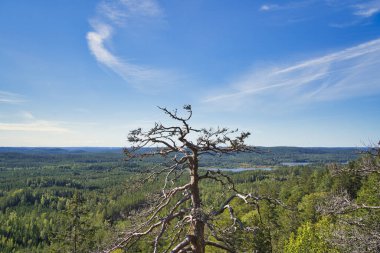 Tepenin tepesinden harika bir manzara. İsveç gölüne bakıyorum. Yaz boyunca doğa. Hava ve iklim güzel. Stockholm, İsveç, İskandinavya, Avrupa.