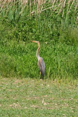 Mor balıkçıl - Ardea purpurea, dünya çapında tatlı su, göl ve nehirlerden güzel büyük balıkçıl, Waghaeusel, Almanya
