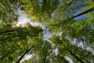 Ağaçlara doğru harika bir manzara gökyüzüne, güneş yıldızlarına doğru