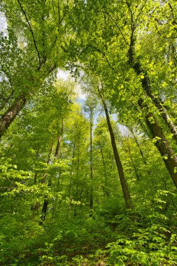 Ağaçlara doğru harika bir manzara gökyüzüne, güneş yıldızlarına doğru