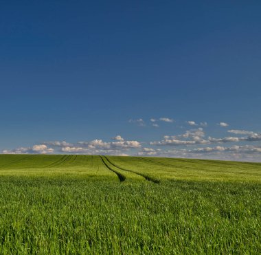 Buğday tarlasında ve mavi gökyüzünde güzel gün batımı