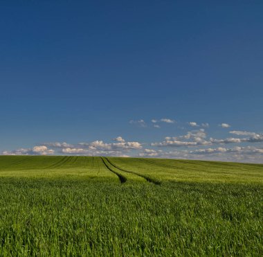 Buğday tarlasında ve mavi gökyüzünde güzel gün batımı