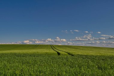 Buğday tarlasında ve mavi gökyüzünde güzel gün batımı