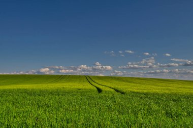 Buğday tarlasında ve mavi gökyüzünde güzel bir gün batımı