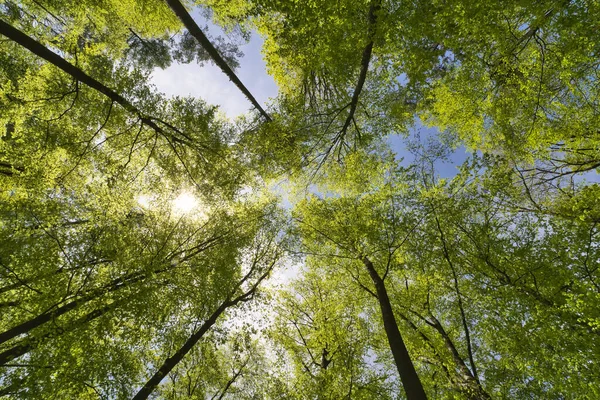 Una Gran Vista Hacia Los Árboles Dirección Cielo Estrellas Del — Foto de Stock