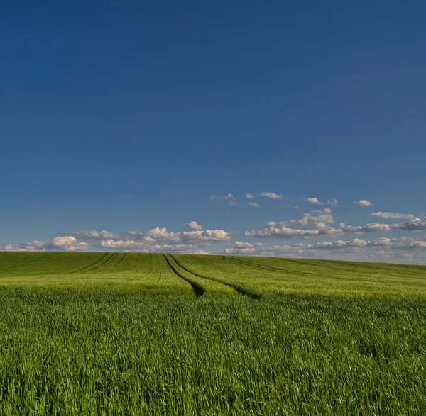 Buğday tarlasında ve mavi gökyüzünde güzel bir gün batımı