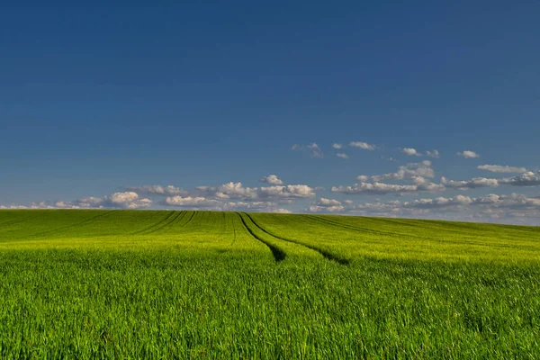 Buğday tarlasında ve mavi gökyüzünde güzel bir gün batımı
