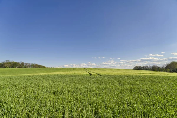 Прекрасный Закат Пшеничном Поле Голубом Небе — стоковое фото