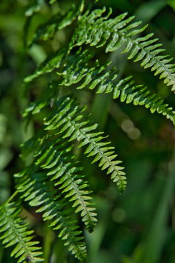 Güzel bir eğrelti otu yaprağı, taze yeşil renkli Cyathea lepifera.