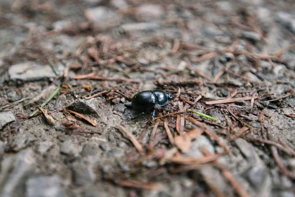 Ein Blau Schwarzer Käfer Anoplotrupes Stercorosus Naturwald — Stockfoto