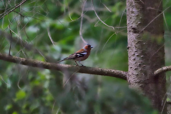 Chafinch Fringilla Coelebs Oiseau Assis Sur Branche Oiseau Caché Dans — Photo