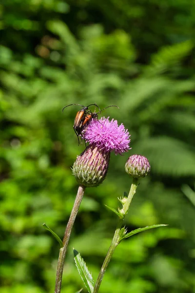 Małe Żuczki Szyją Cerambycidae Kryjące Się Różowym Oset — Zdjęcie stockowe