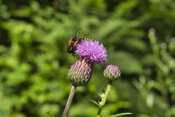 Małe Żuczki Szyją Cerambycidae Kryjące Się Różowym Oset — Zdjęcie stockowe