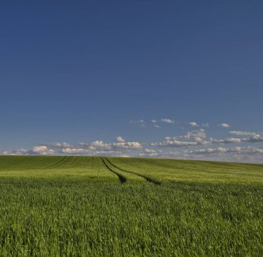Buğday tarlasında ve mavi gökyüzünde güzel gün batımı