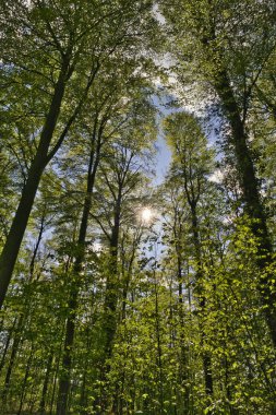 Ağaçlara doğru harika bir manzara gökyüzüne, güneş yıldızlarına doğru