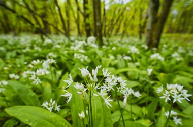 Vahşi sarımsak, Ramson, Buckram, geniş yapraklı sarımsak, ahşap sarımsak, ayı pırasası veya ayı sarımsağı olarak bilinen Allium ursinum, Amaryllidaceae familyasına ait uzun ömürlü bir çiçek bitkisidir.