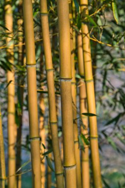 Bambu ormanı, egzotik Asya tropikal atmosferi. Meditasyon yapan feng shui zen bahçesinde yeşil ağaçlar. Sessiz sakin koruluk, çalılıklarda sabah uyumu tazeliği. Japonca ya da Çince doğal doğu estetiği.