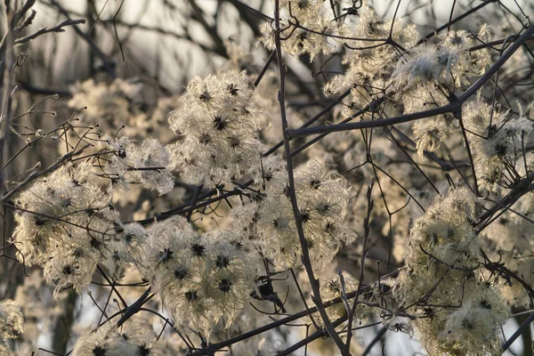 Clematis Winter Flauschige Blume — Stockfoto