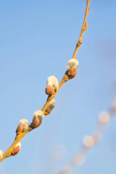 Willow Catkins Early Spring — Stock Photo, Image