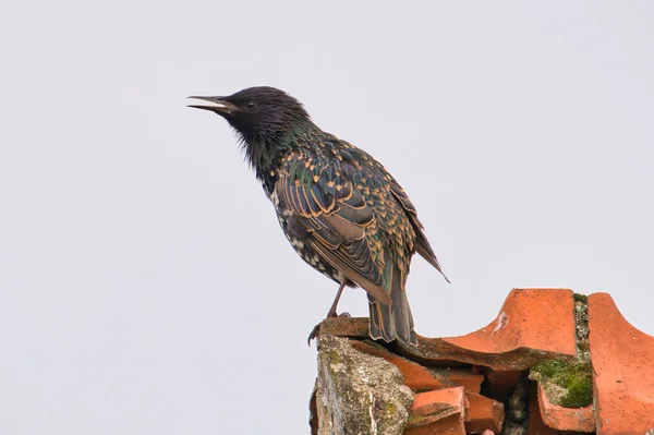Songbird Common Starling Sturnus Vulgaris Flying Nesthole Roof Feed Begging — Stock Photo, Image