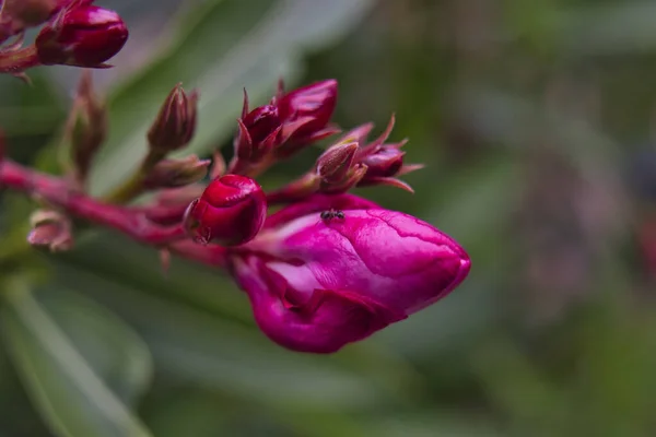 Один Черный Муравей Розовом Цветке Пиона — стоковое фото